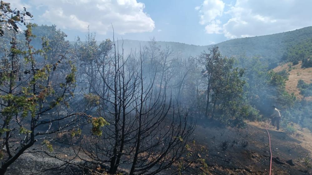 Bingöl'de Orman Yangını: Ekipler Kısa Sürede Kontrol Altına Aldı