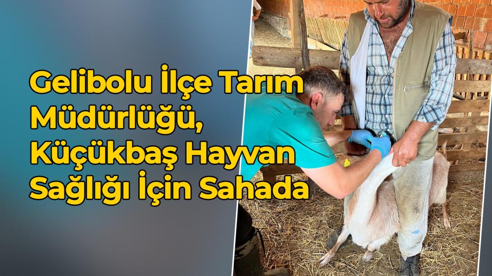 Gelibolu İlçe Tarım Müdürlüğü, Küçükbaş Hayvan Sağlığı İçin Sahada