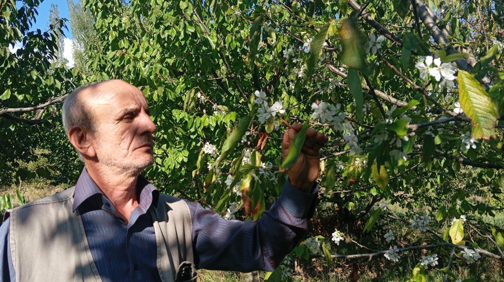 TAŞOVA'DA İKLİM DEĞİŞİKLİĞİ: KİRAZ AĞAÇLARI MEVSİM NORMALLERİNİN DIŞINDA ÇİÇEKLENDİ