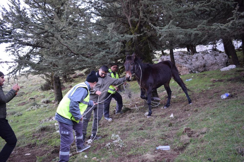 SOSYAL MEDYADAN GELEN İHBARLA HAREKETE GEÇEN HBB EKİPLERİ, YARALI KATIRI TEDAVİ ETTİ