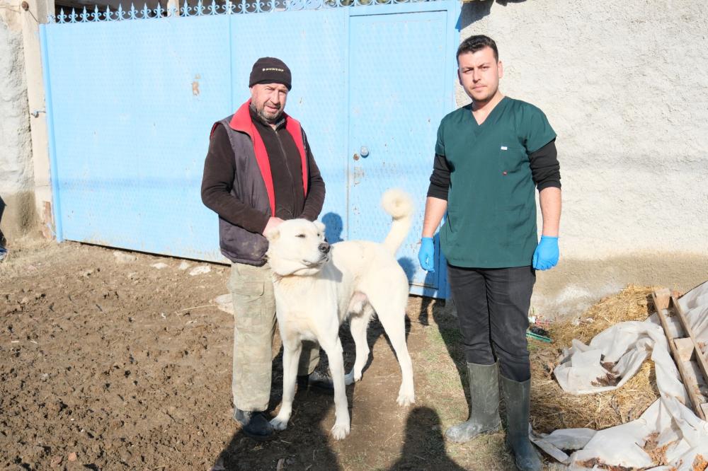 Eskişehir’de Çoban ve Bekçi Köpeklerine Mikroçip Uygulaması Devam Ediyor