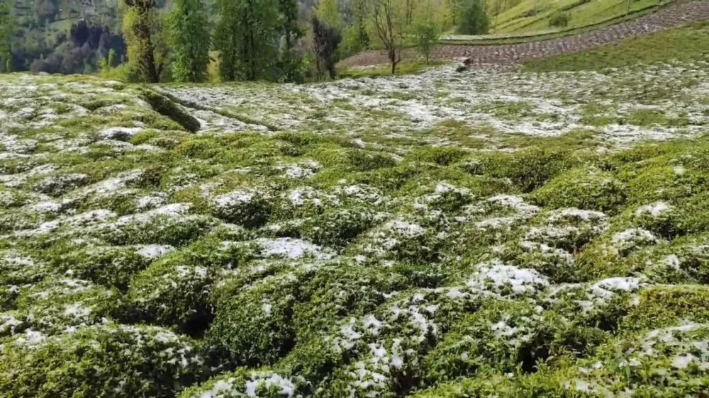 ZİRAİ DON RİZE’DE ÇAY ÜRETİCİSİNİ VURDU