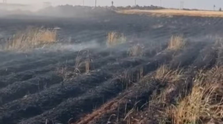 Şanlıurfa\'da Buğday Tarlasında Yangın! 170 Dönüm Zarar Gördü