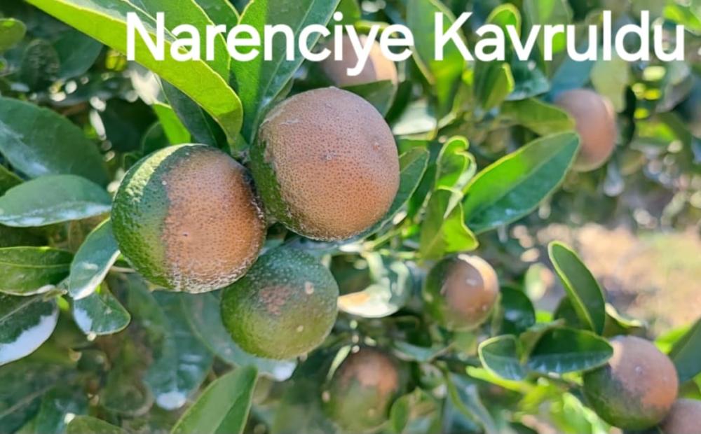Sıcağın yaktığı narenciyede tehlike: ‘Akdeniz Meyve Sineği’ alarmı