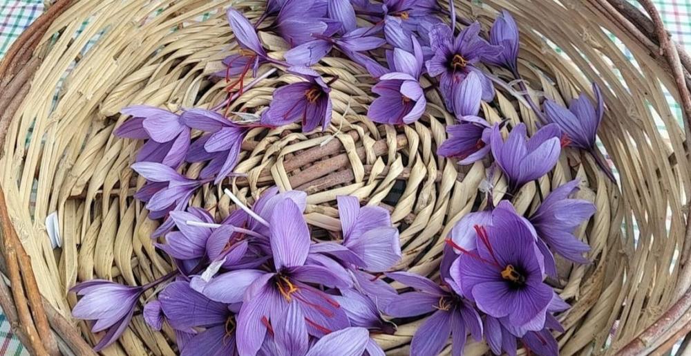 Kuraklık Kozan’da Safranı Vurdu: Verim 5’te 1’e Düştü