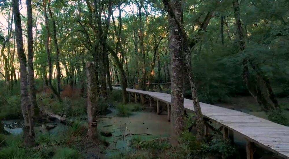 LONGOZ ORMANINA NÜKLEER SANTRAL TEHDİDİ