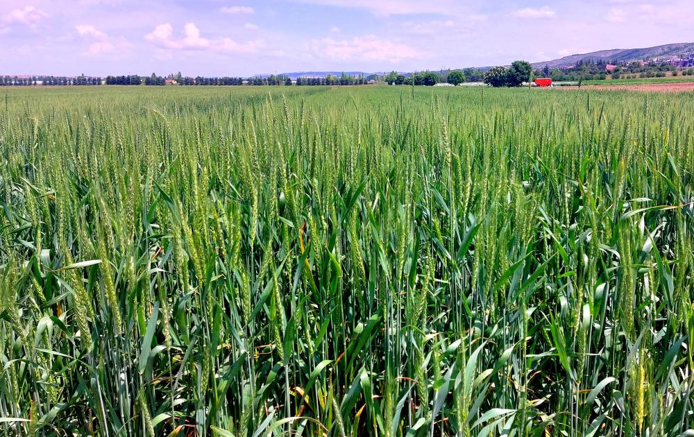 KURAKLIĞA DAYANIKLI BUĞDAY ÜRETTİLER