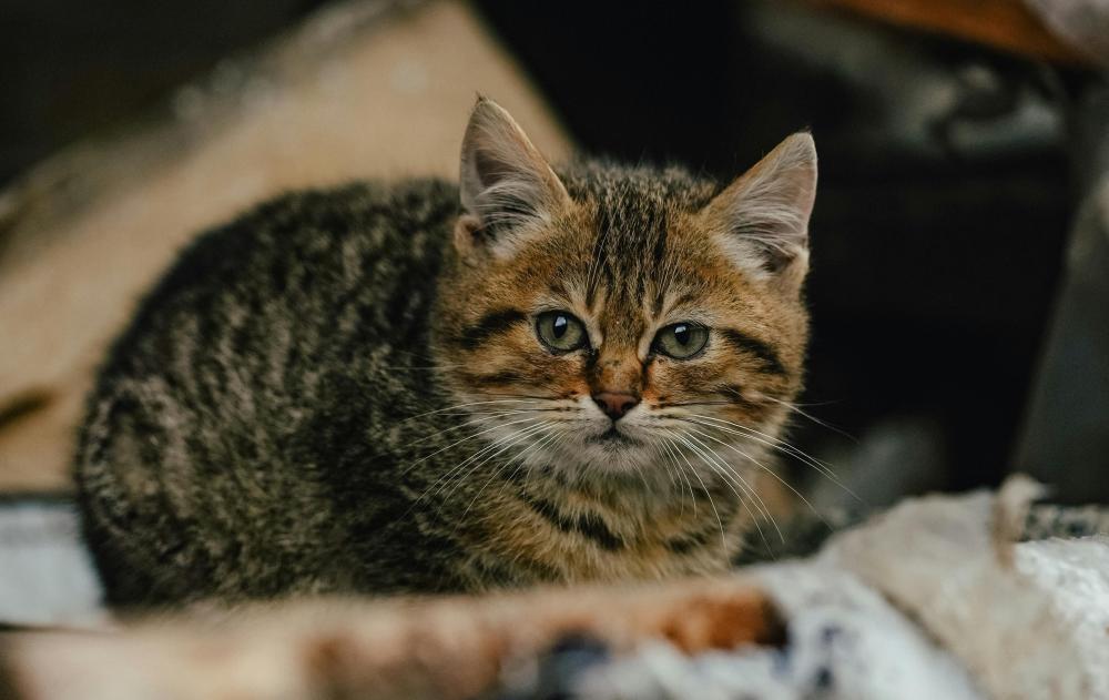 DOĞANIN İNSANLIĞA EN GÜZEL ARMAĞANI KEDİLER