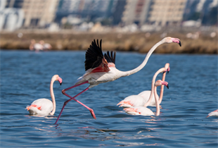 Flamingo Yolu turları bayramda da devam ediyor