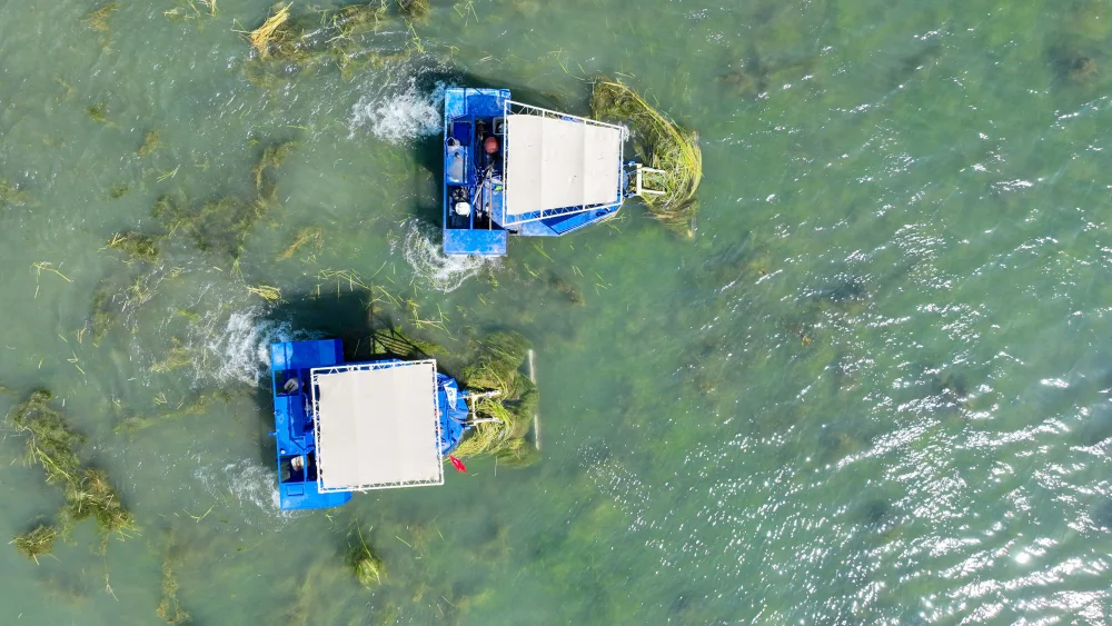 “CARETTA” VE “MAVİ YENGEÇ” BOĞAÇAYI’NDA GÖREVDE BOĞAÇAYI SUCUL OTLARDAN TEMİZLENİYOR